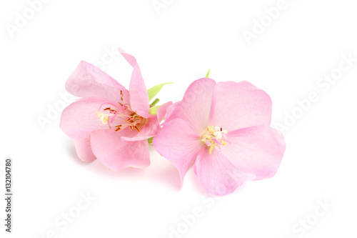 Pink Dombeya flower.