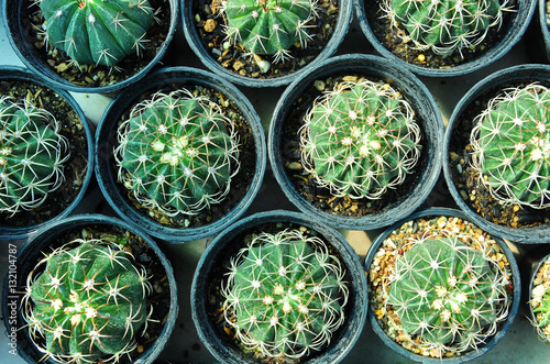 Cactus plant qrowing in flowerpot photo