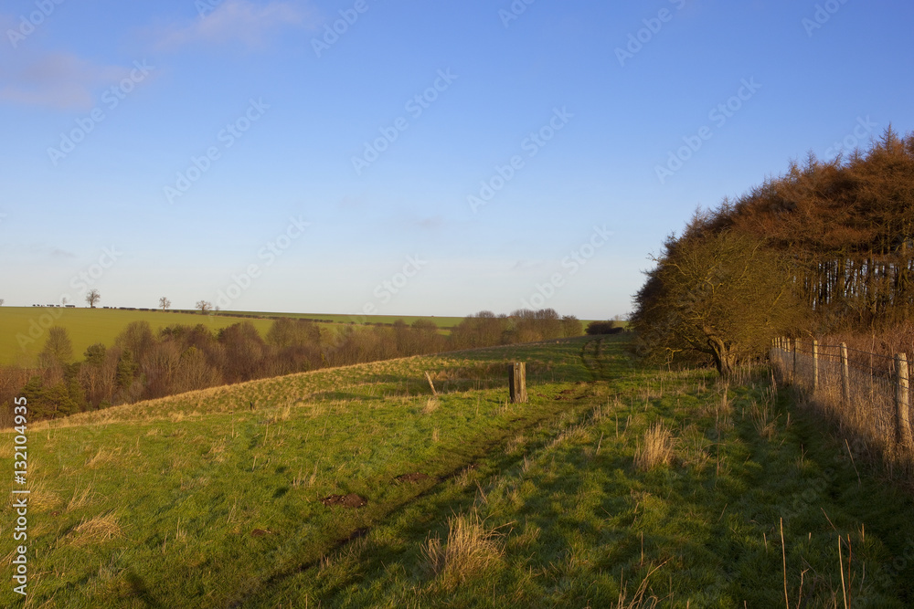 Fototapeta premium woods and hillside meadow