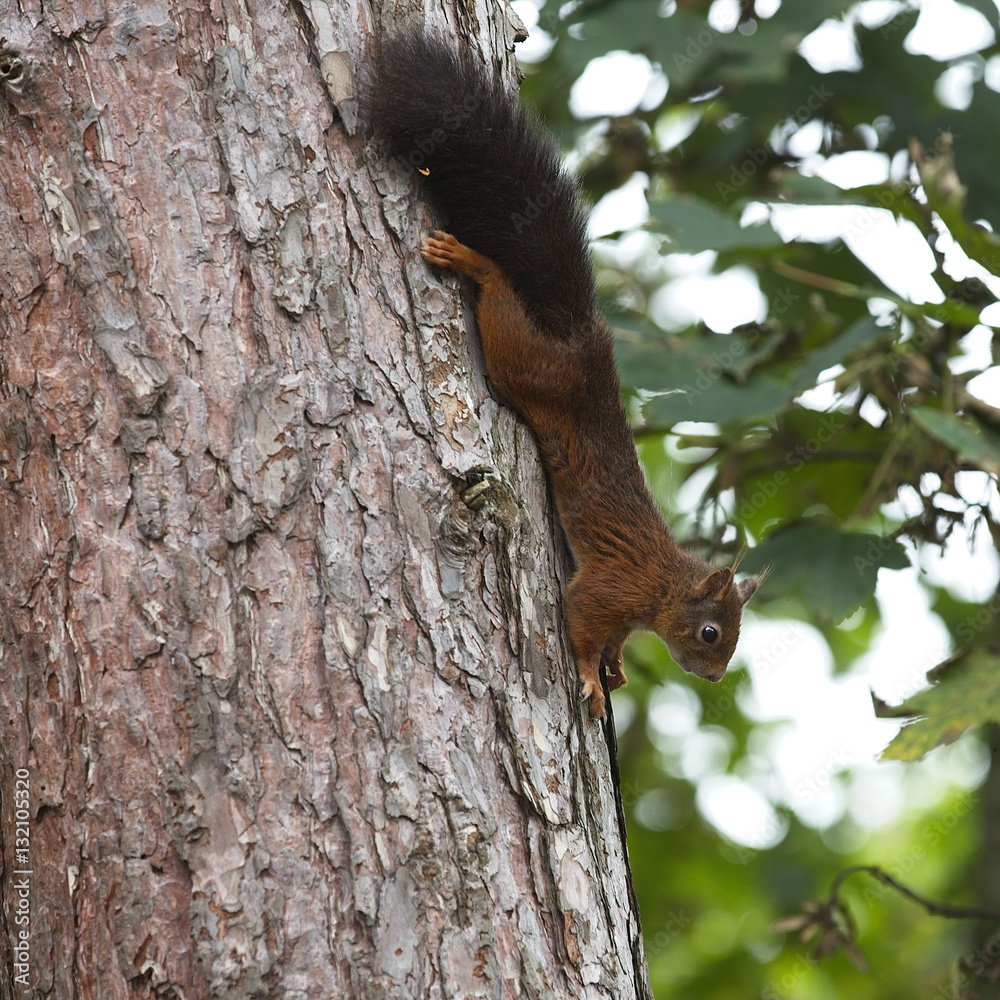 Red Squirrel (Sciurus vulgaris) climbing down a pine tree, Formby, Lancashire, England, UK. Red Squirrel (Sciurus vulgaris) climbing down a pine tree, Formby, Lancashire, England, UK.