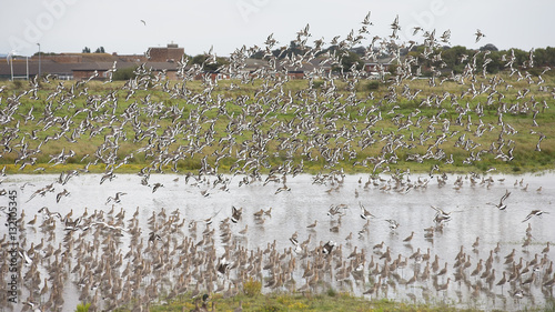 Flock of Black-tailed Godwit (Limosa limosa) in flight over RSPB Marshside Reserve, Southport, Lancashire, England, UK. photo
