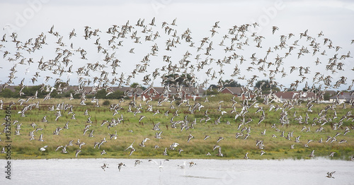 Flock of Black-tailed Godwit (Limosa limosa) in flight over RSPB Marshside Reserve, Southport, Lancashire, England, UK. photo