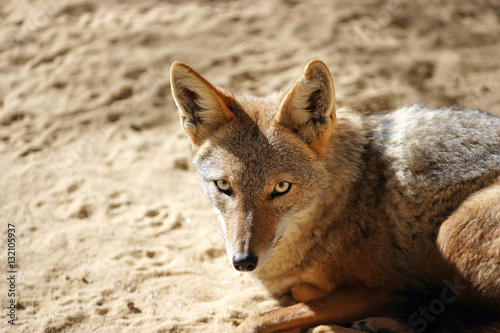 Red colored desert fox with big ears
