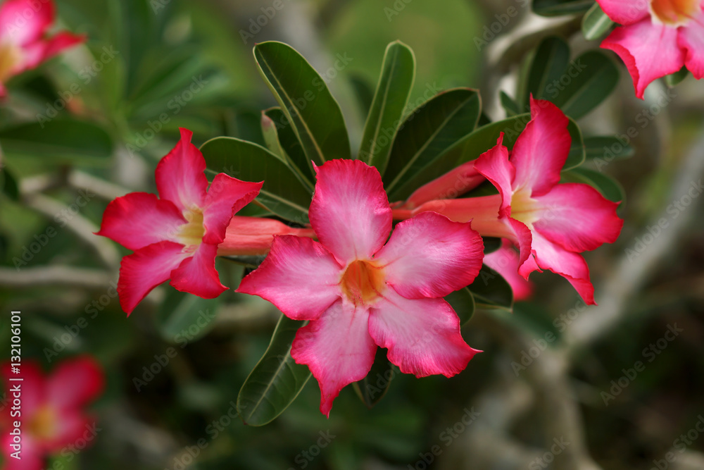 Pink of Desert Rose Flower, Plants with beautiful colorful flowe Pink of Desert Rose Flower, Plants with beautiful colorful flowe