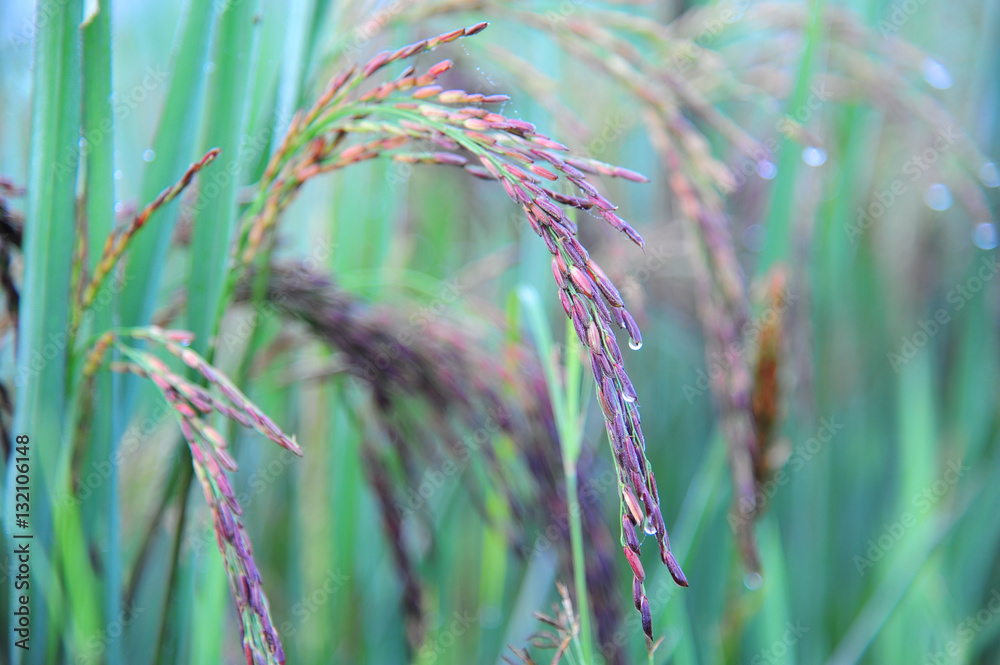 Close up of sticky rice spike Close up of sticky rice spike