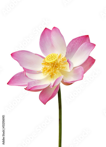 beautiful lotus flower in blooming