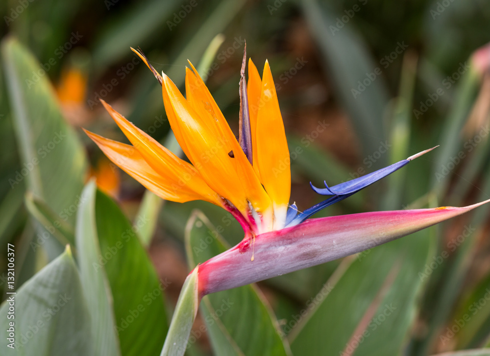 Tropical flower strelitzia or bird of paradise flower in Funchal on Madeira Island, Portugal. Tropical flower strelitzia or bird of paradise flower in Funchal on Madeira Island, Portugal.