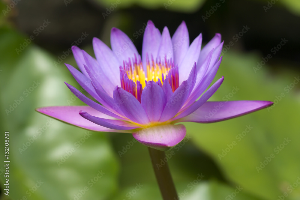 Beautiful water lily hybrid flower. (Nymphaca nouchali Burm.f.) Beautiful water lily hybrid flower. (Nymphaca nouchali Burm.f.)