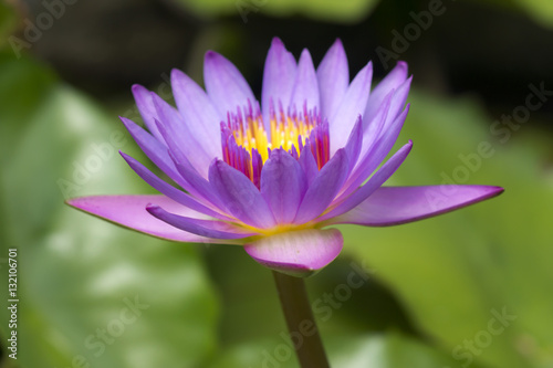 Beautiful water lily hybrid flower. (Nymphaca nouchali Burm.f.)