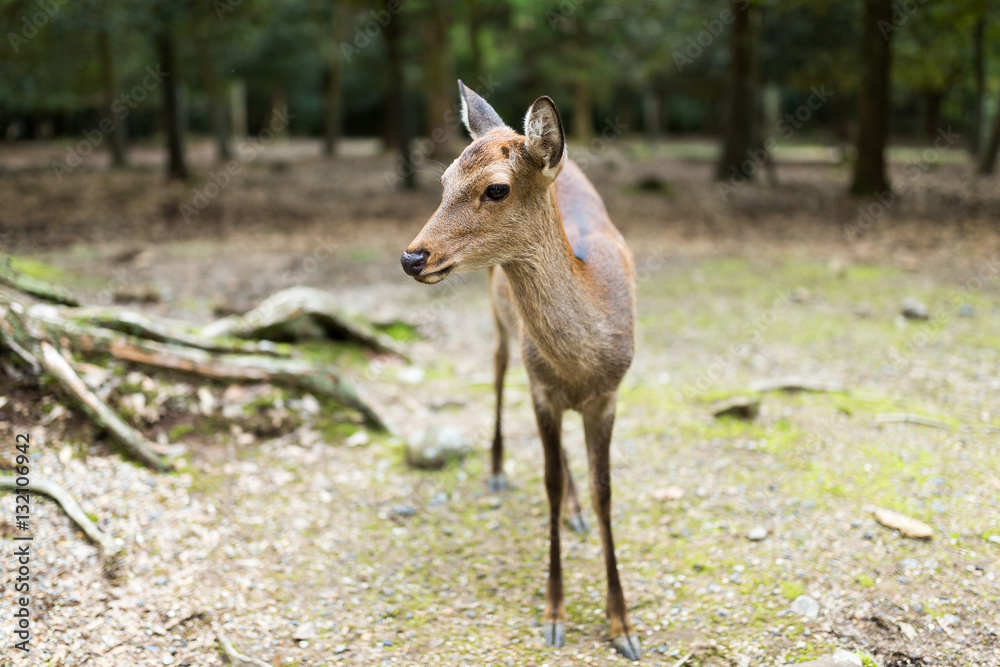 Fototapeta premium Sika deers in Nara