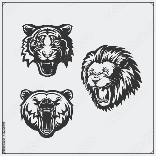 Illustrations of wild animals. Bear, lion and tiger.