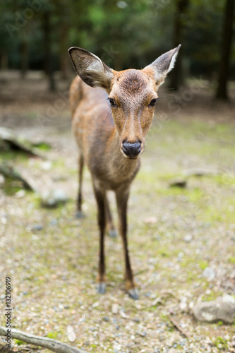 Nara park and a deer