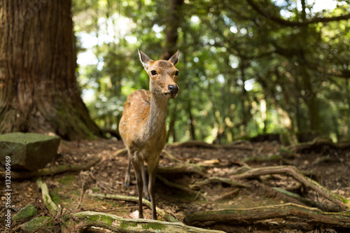 Fototapeta Naklejka Na Ścianę i Meble -  Wild deer