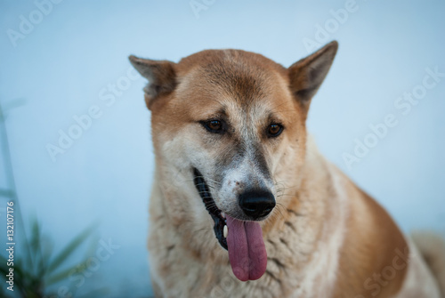 Dog tongue