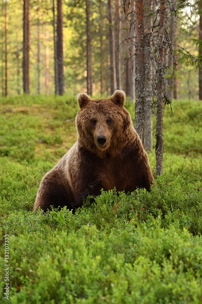 Obraz premium Brown bear (ursus arctos) in a forest at summer