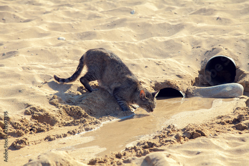 Cat drinking water on the beach © vvvita