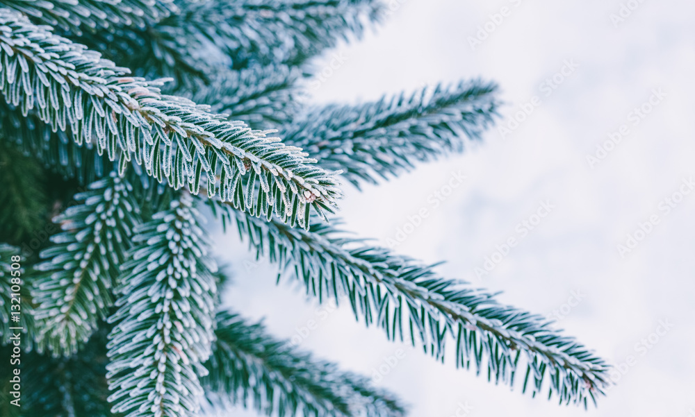 fir branches covered with hoarfrost on snow background, shallow depth of field