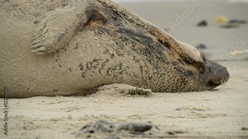 grey seal rolling in the sand 11231
