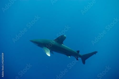 Wallpaper Mural Longimanus bei Rocky Island Torontodigital.ca