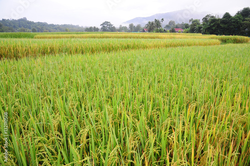 Landscape view of Paddy field