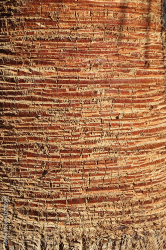palm bark texture