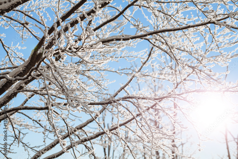 Obraz premium winter trees branches with snow