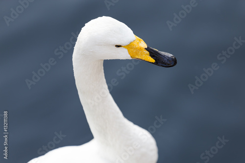 Fototapeta Naklejka Na Ścianę i Meble -  portrait of white swan with a yellow beak on background of water from the pond