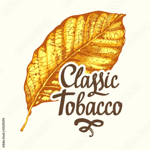 Vector illustration with tobacco yellow dried leaf in sketch style. Old classical tradition of smokeking. Lettering design.