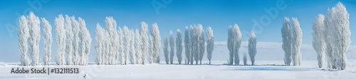 Foto Winter landscape with frozen poplar trees