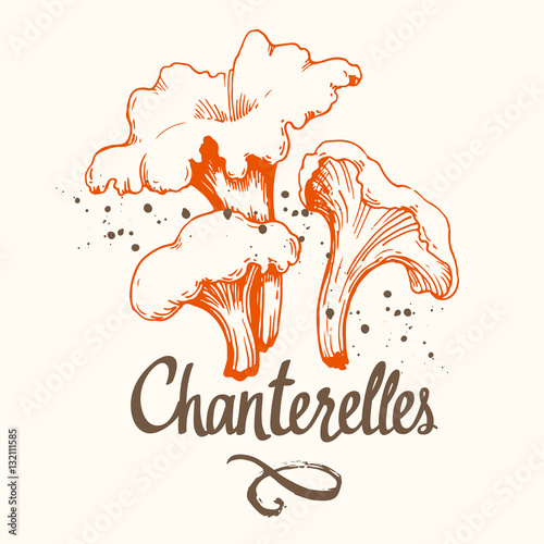 Vector illustration with set of mushrooms in sketch style. Hand-drawn chanterelles on white background. Delicatessen. Autumn forest harvest.