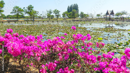 Lotus flowers at DuBois Memorial Park , Sakon Nakhon Province, Thailand, Asia photo