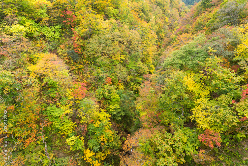 Naruko canyon in autumn