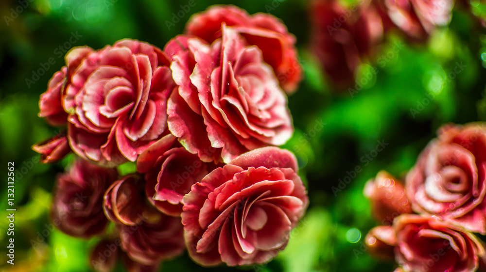 Big begonia in the garden Big begonia in the garden