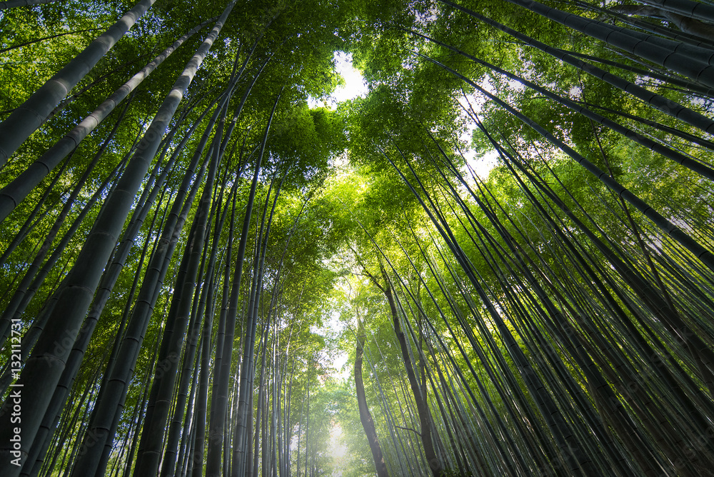 Famous bamboo forest Sagano in Kyoto in Japan Famous bamboo forest Sagano in Kyoto in Japan