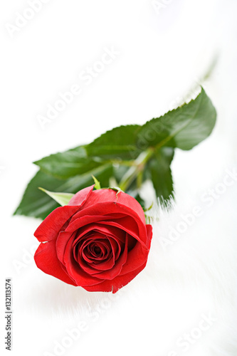 Valentine  Single Red Rose On White