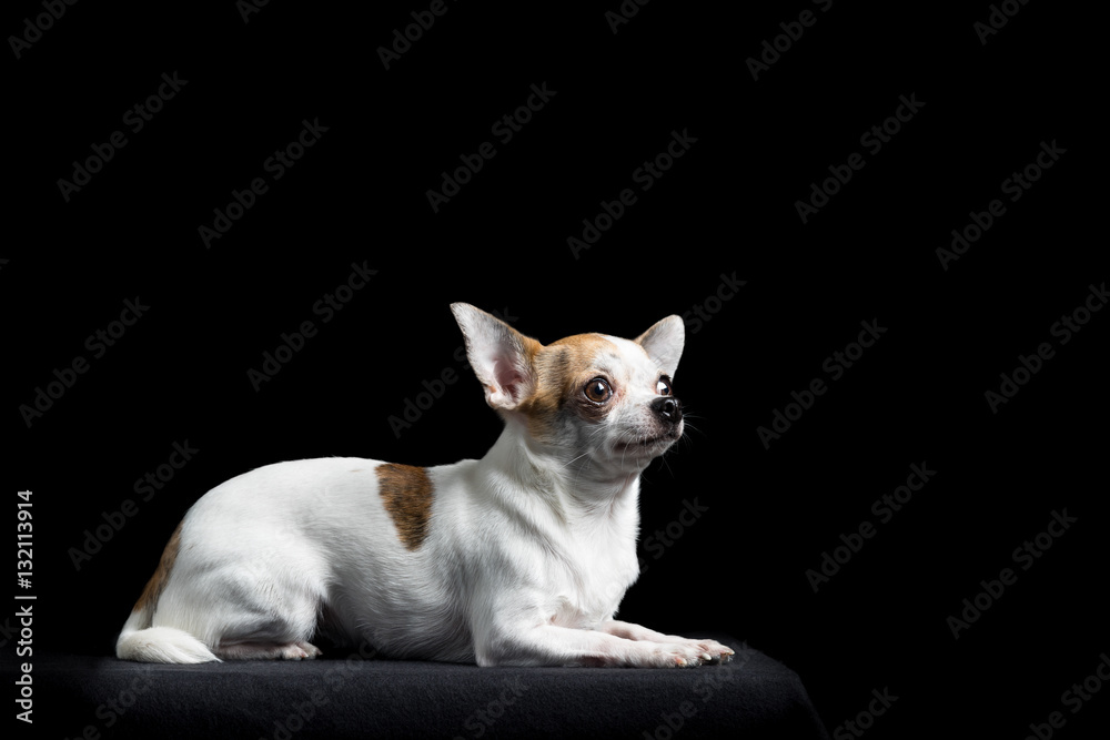 Brown and white chihuahua in black
