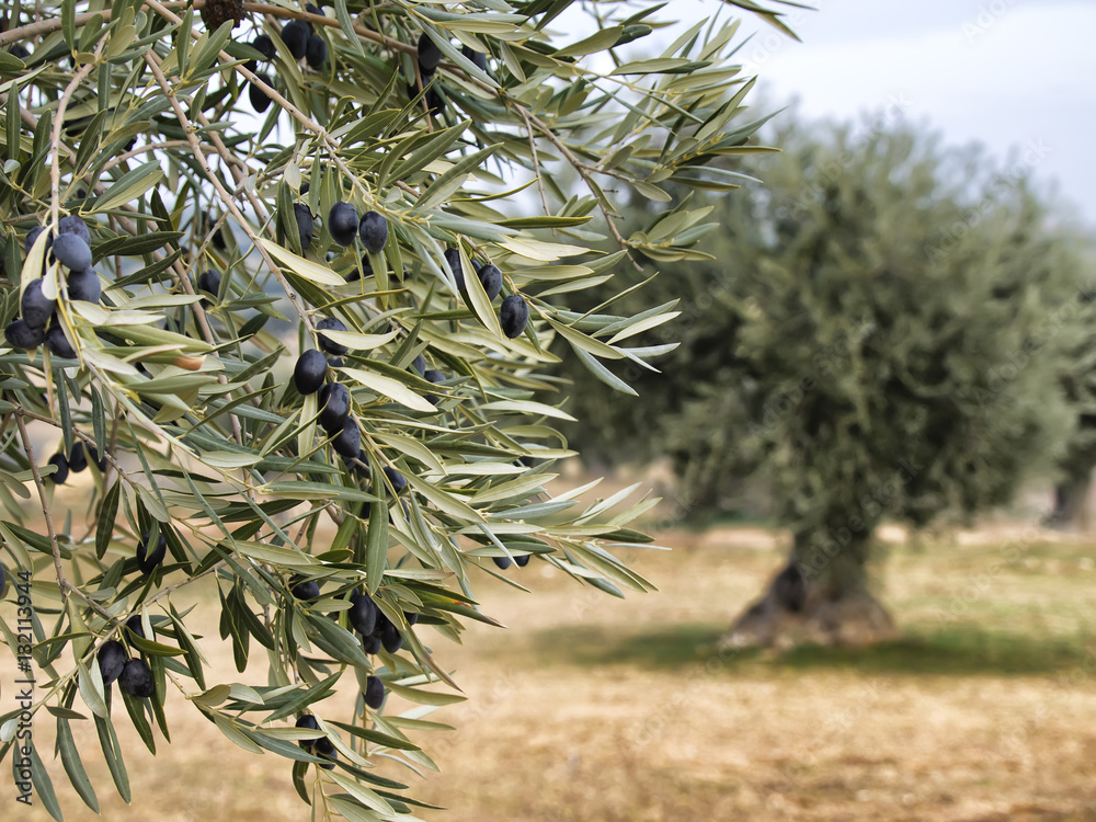 Campo de Arboles olivos con aceitunas Campo de Arboles olivos con aceitunas