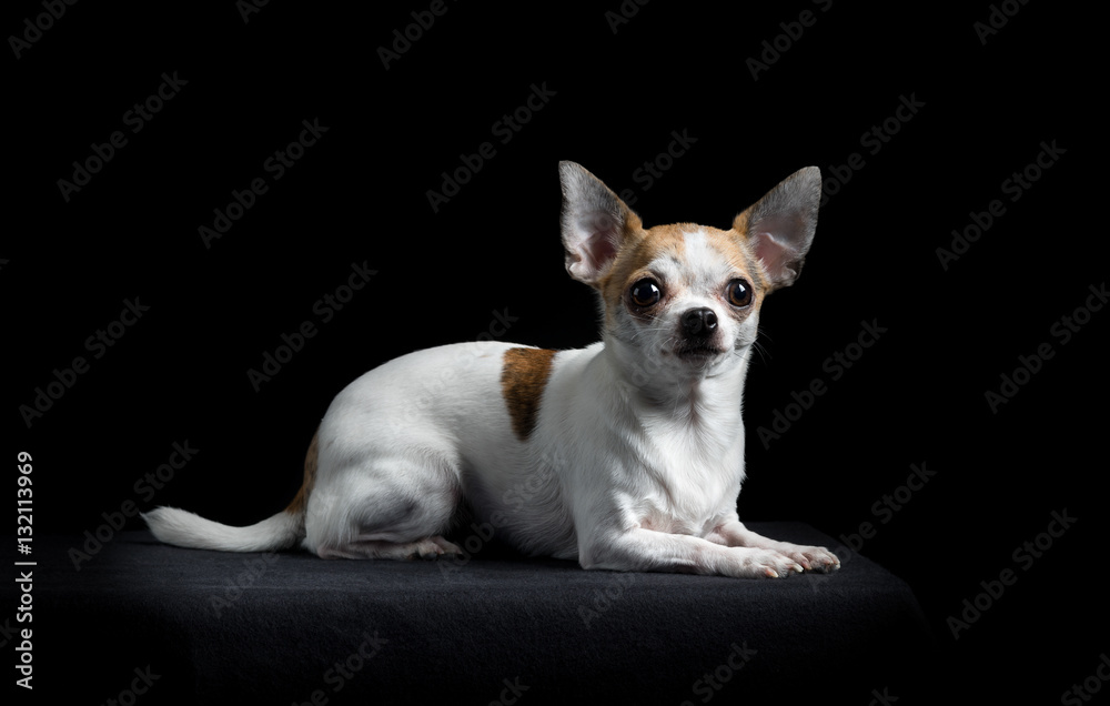 Brown and white chihuahua in black