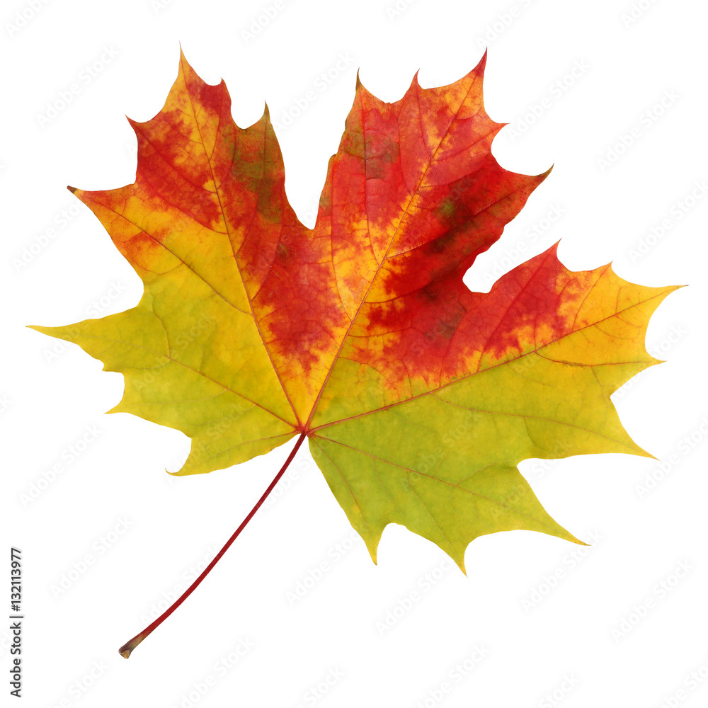 Fototapeta premium Autumn maple leaf on a white background.