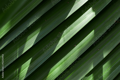 palm background