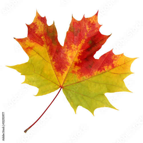 Autumn maple leaf on a white background.