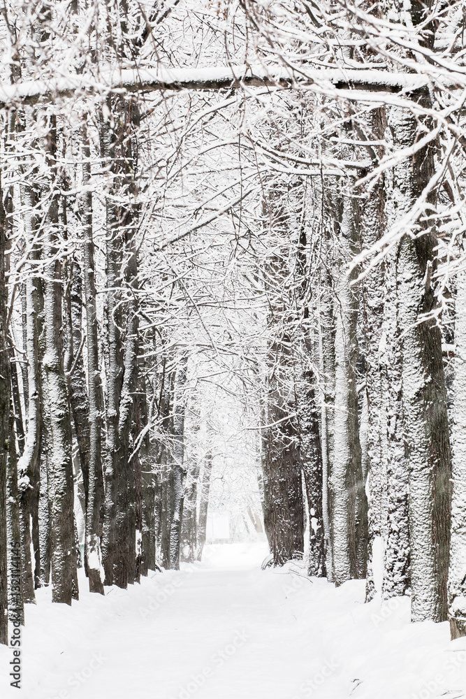 Fototapeta premium Trees in the snow on a winter day