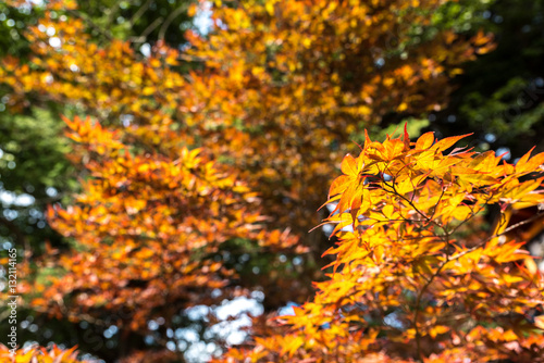 Maple tree in autumn with colorful yellow orange green red leaves