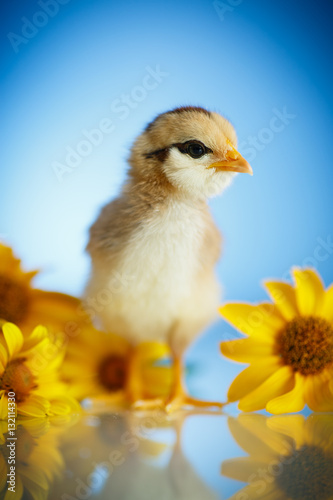 little chick with daisies © Peredniankina