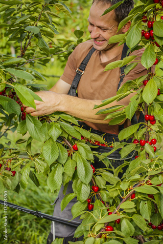 Working in the cherry orchard. Farmer plucks ripe cherries.