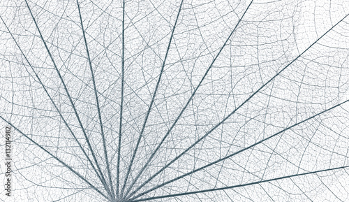 Fotografía nervures de feuilles mortes en éventail, fond blanc