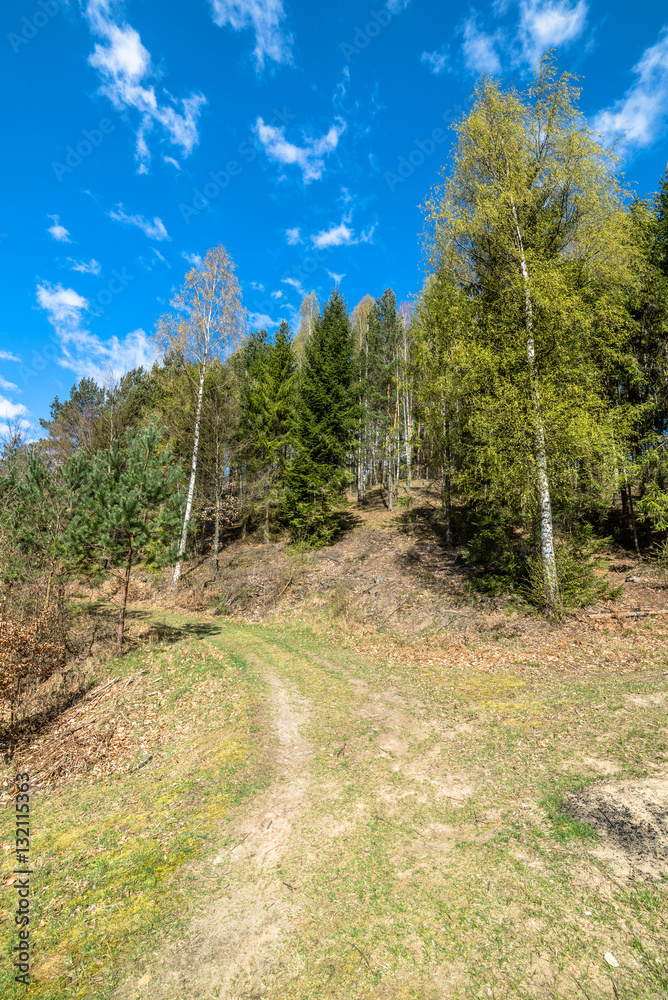 Landscape of road through forest in spring and blue sky Landscape of road through forest in spring and blue sky