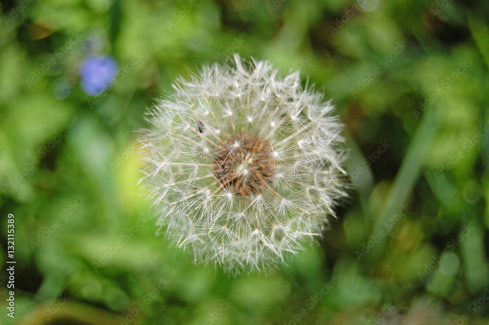 Spring flower, green, greenery. Herb and leaves. Fresh and bright colors. Dandelion, blowball. Spring flower, green, greenery. Herb and leaves. Fresh and bright colors. Dandelion, blowball.