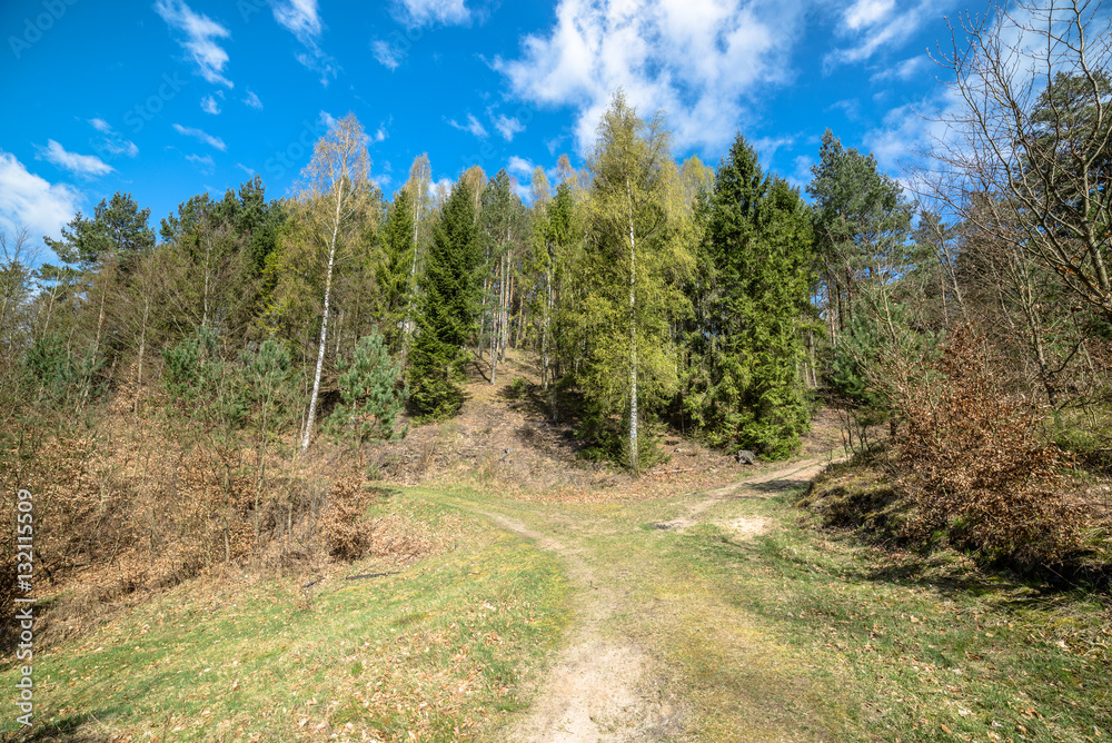 Landscape of road through forest in spring and blue sky Landscape of road through forest in spring and blue sky