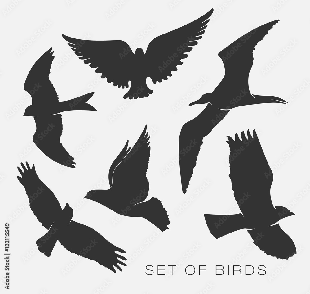 Obraz premium set of silhouettes of birds